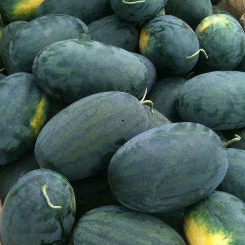 俄罗斯搜索吃瓜黑料